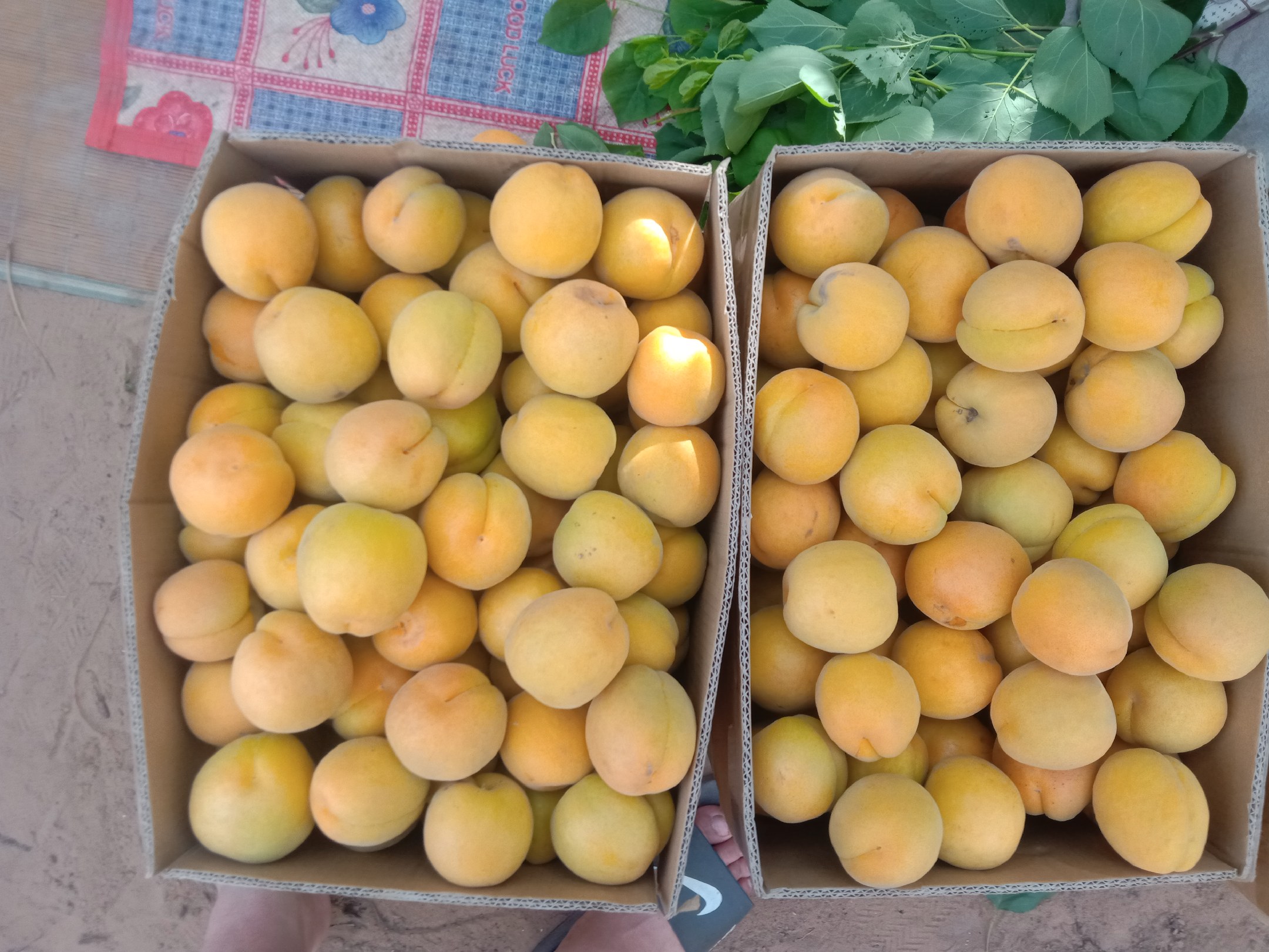 展示凯特大黄杏在超市、电商平台、礼盒包装中的销售场景,体现其高端定位与市场接受度 凯特大黄杏礼盒包装与销售场景