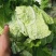 河南胶州胶蔬夏季王抗热白菜种子夏播耐湿耐热早熟50天成熟