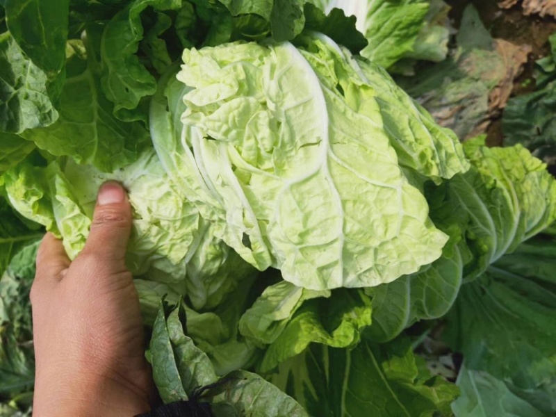 河南胶州胶蔬夏季王抗热白菜种子夏播耐湿耐热早熟50天成熟