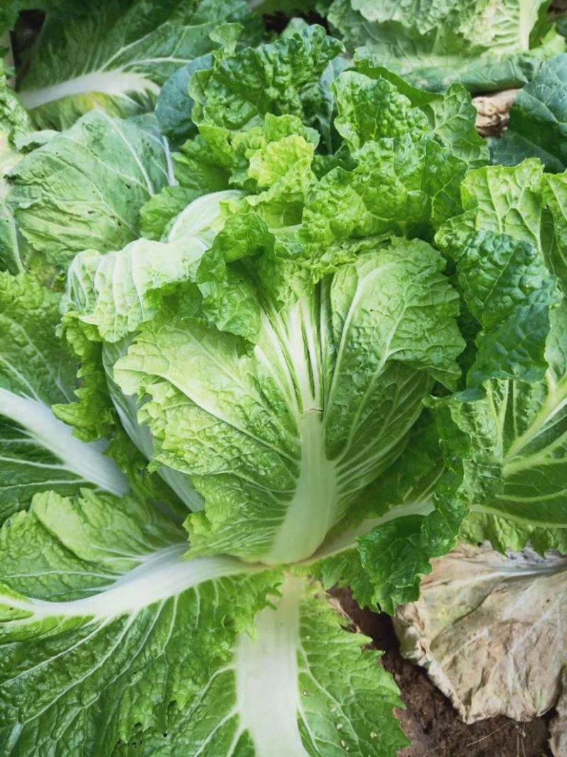 河南胶州胶蔬夏季王抗热白菜种子夏播耐湿耐热早熟50天成熟
