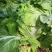 河南胶州胶蔬夏季王抗热白菜种子夏播耐湿耐热早熟50天成熟
