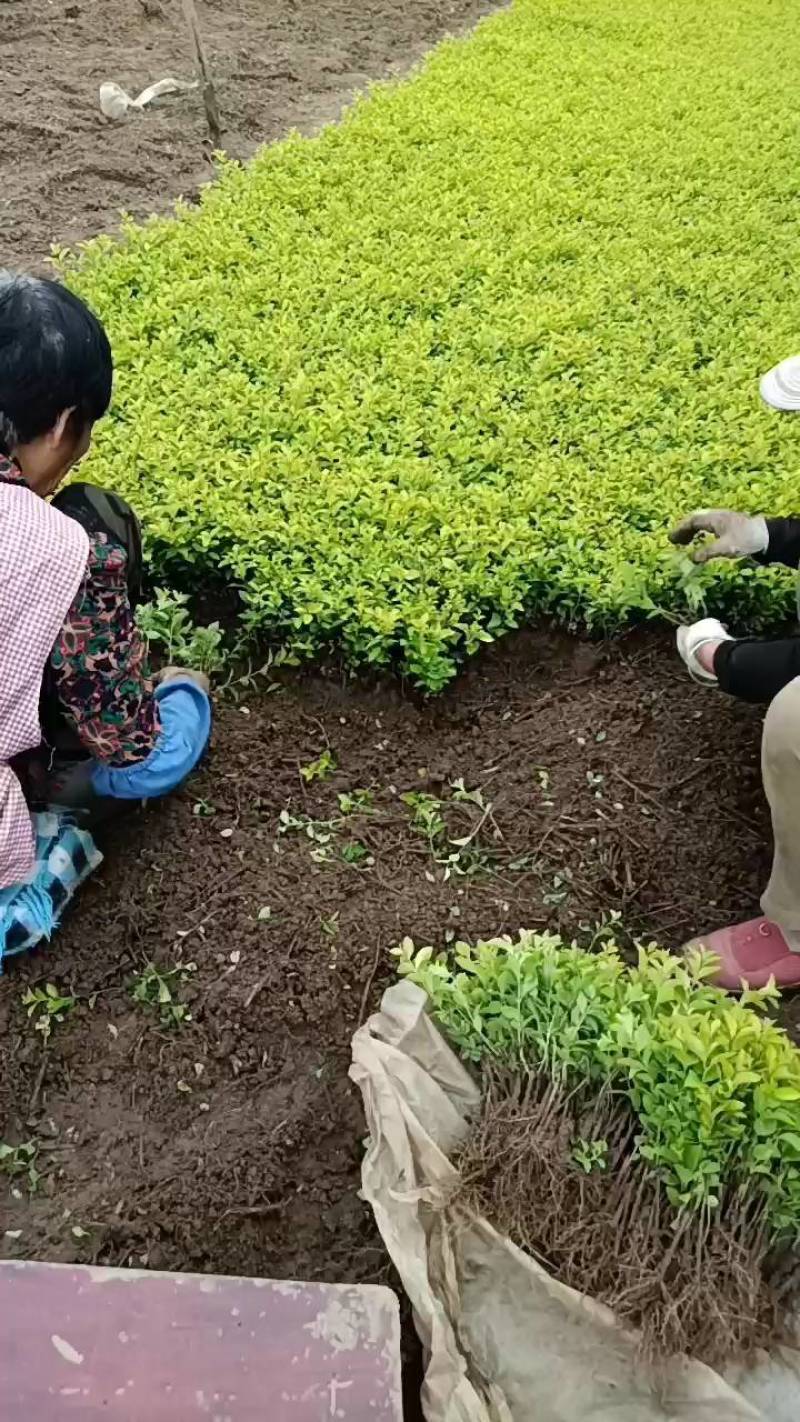 金叶女贞，金叶女贞小苗，基地直销，大小规格都有