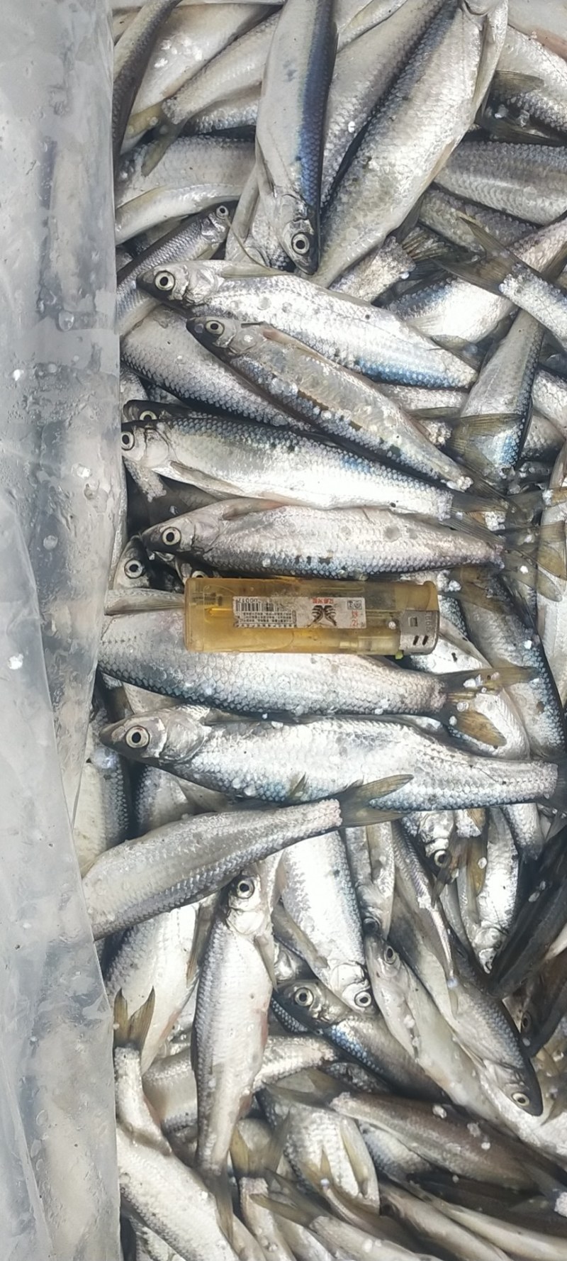 白条鱼，（青鳞子鱼），，，，