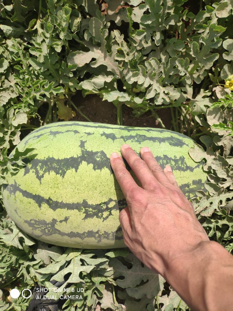 大量供货【徐哥】新彊安农2号西瓜俗称炮蛋瓜个头大甜度高