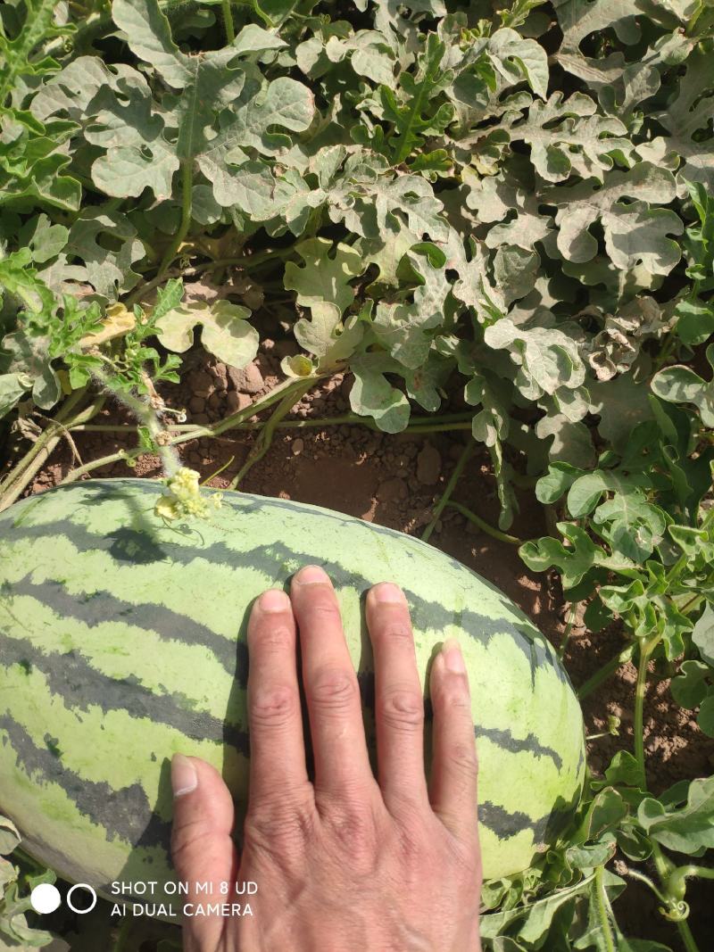 大量供货【徐哥】新彊安农2号西瓜俗称炮蛋瓜个头大甜度高