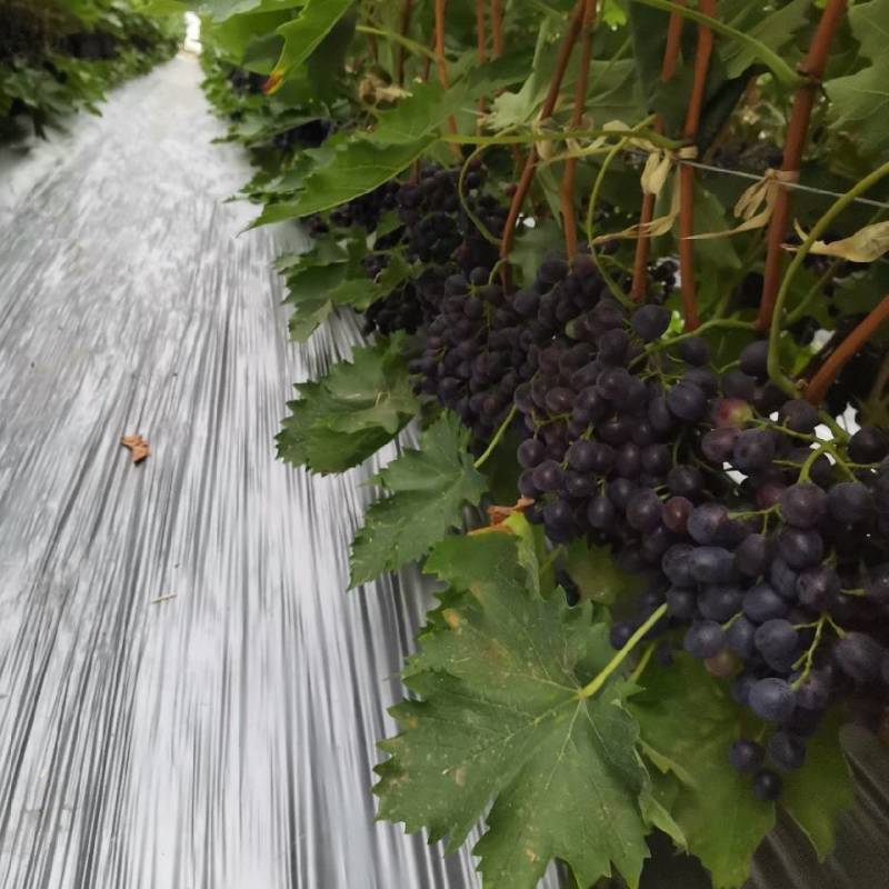 优质玫瑰香葡萄大量上市中！！！！！！！！！！！