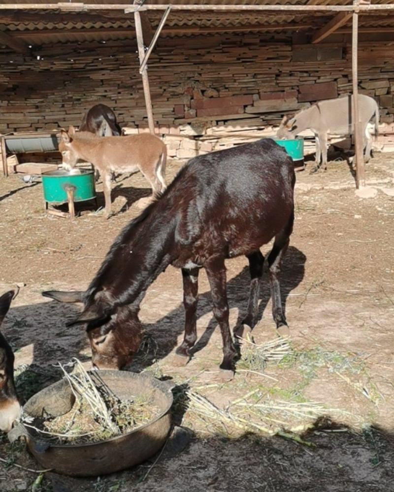 种驴，肉驴