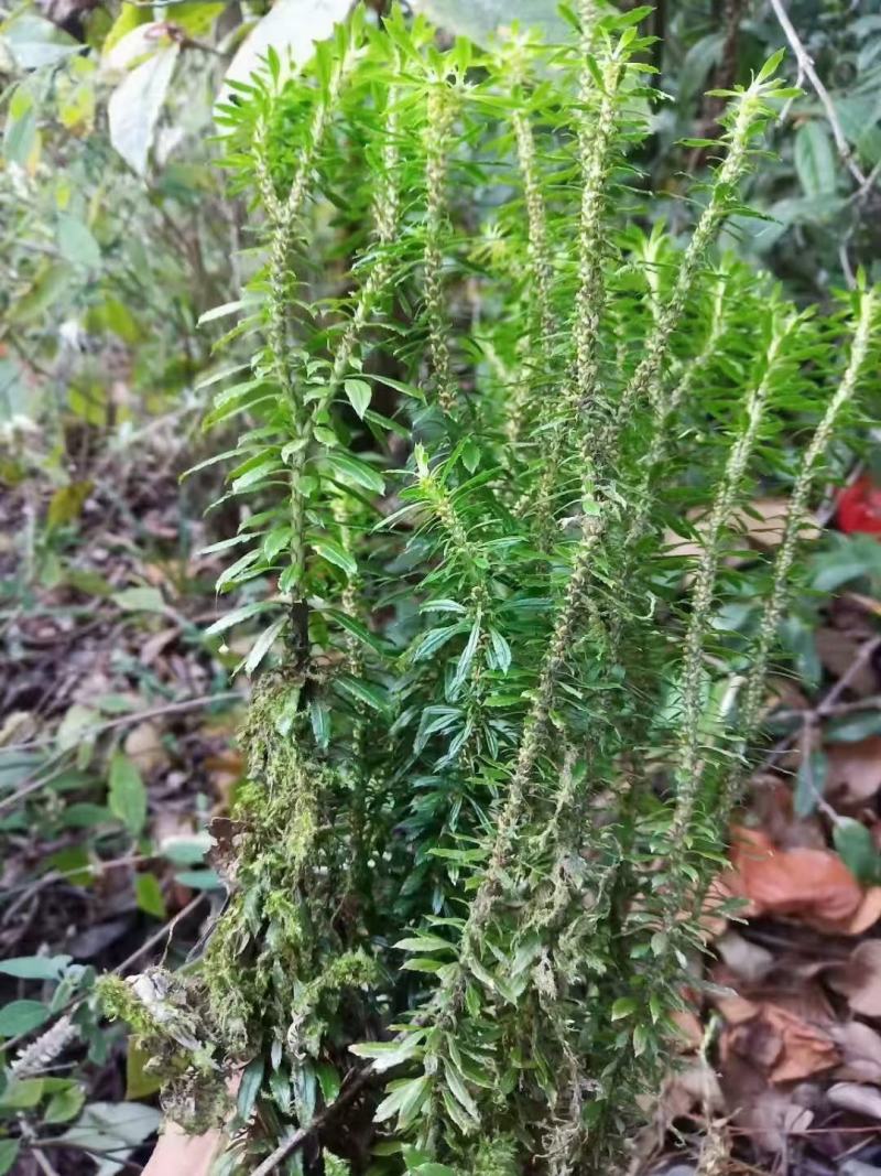 千层塔请在一亩田线上交易安全有保障，纯野生