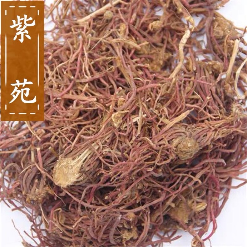 优质紫菀芽无草品种基地直发包成活率包技术指导