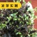 优质板蓝根种子发芽率高纯新种子提供种植技术