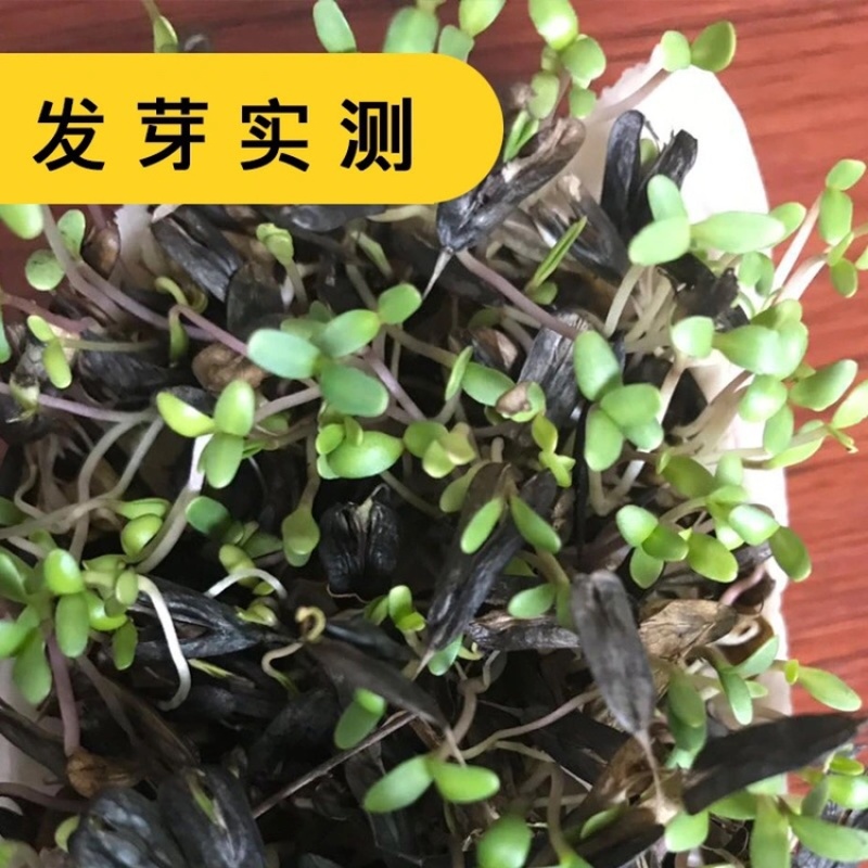 优质板蓝根种子发芽率高纯新种子提供种植技术