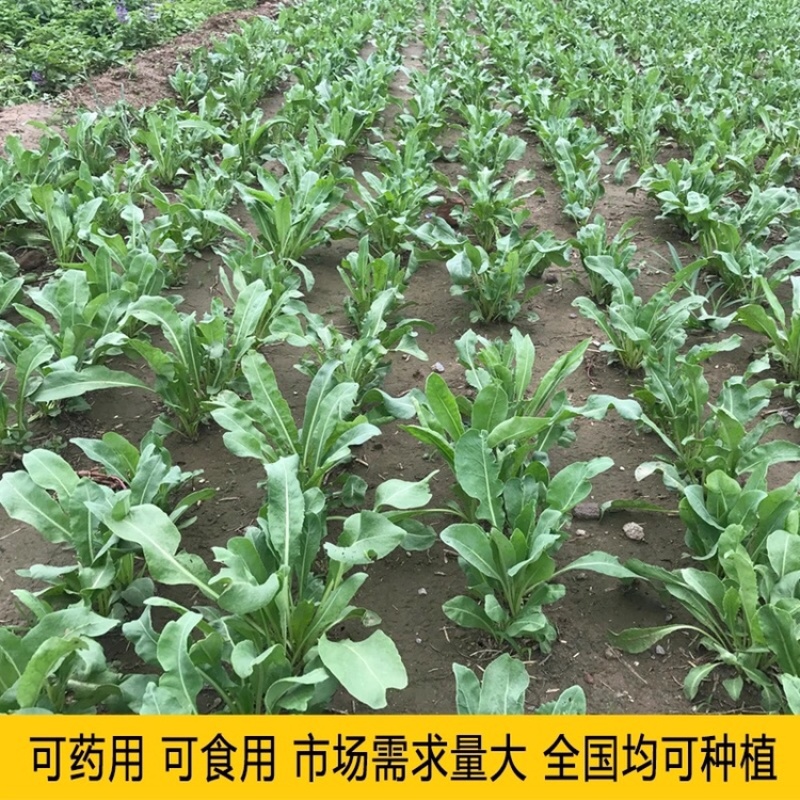 优质板蓝根种子发芽率高纯新种子提供种植技术