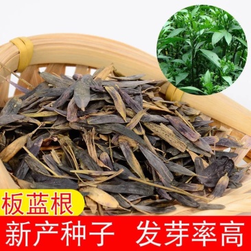 优质板蓝根种子发芽率高纯新种子提供种植技术