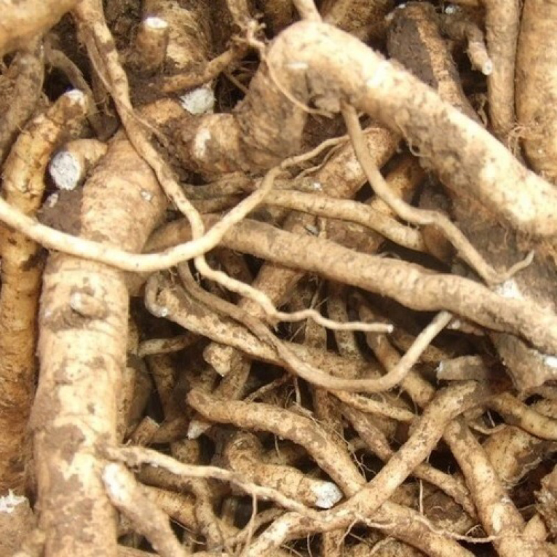 优质板蓝根种子发芽率高纯新种子提供种植技术