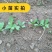 优质板蓝根种子发芽率高纯新种子提供种植技术