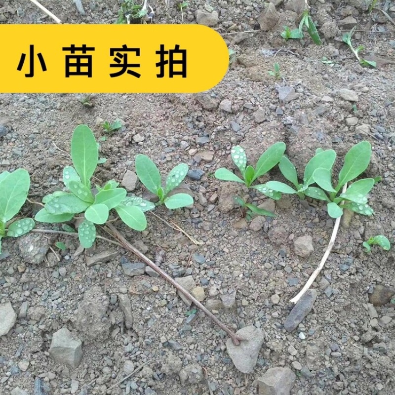 优质板蓝根种子发芽率高纯新种子提供种植技术