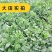 优质板蓝根种子发芽率高纯新种子提供种植技术