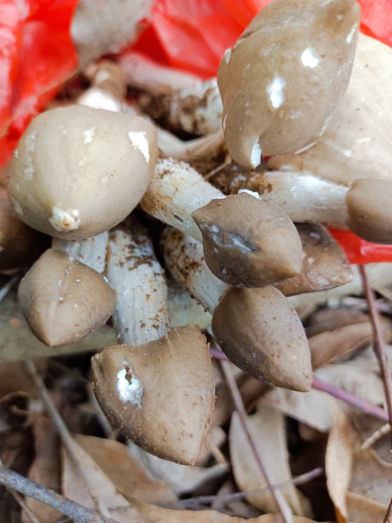 大名白蚁菌，正名鸡枞菌，夏天才见的夏至菌