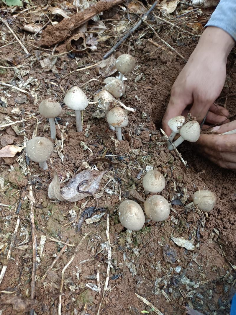 大名白蚁菌，正名鸡枞菌，夏天才见的夏至菌