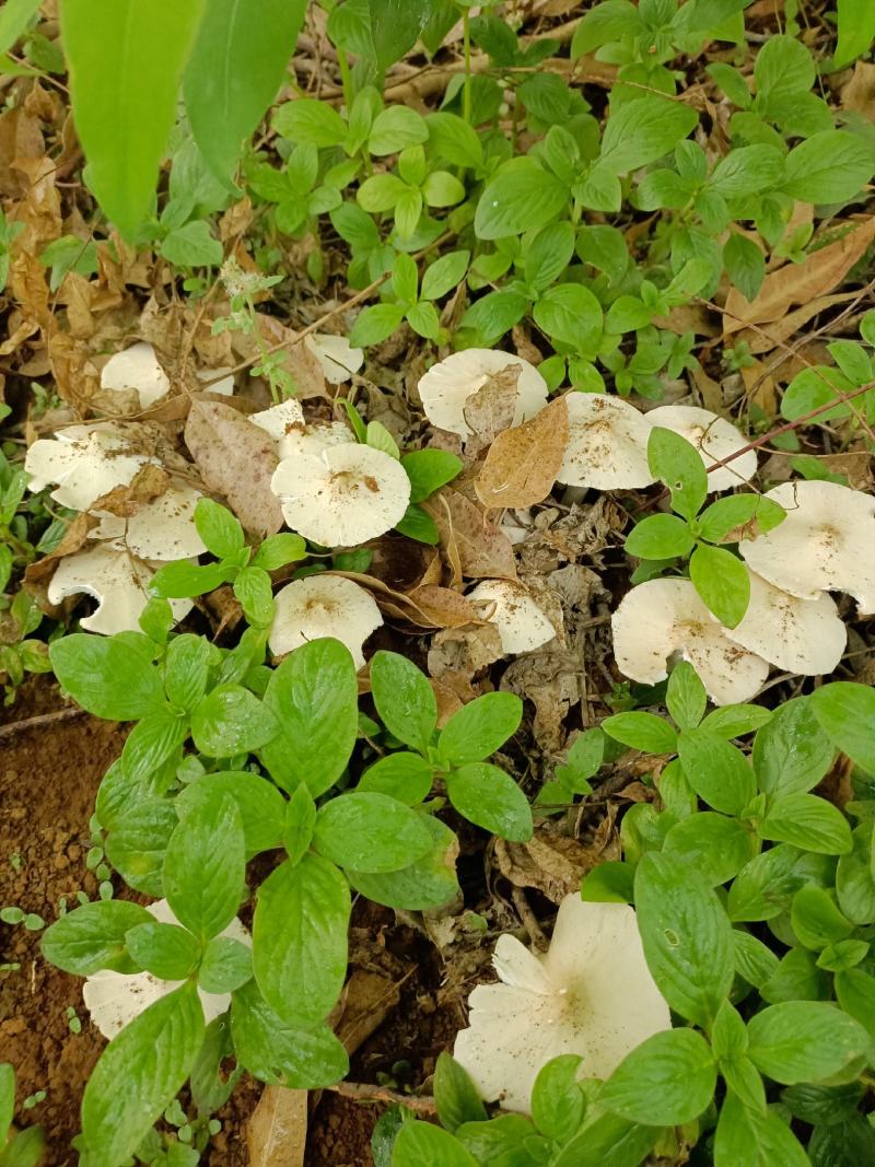 大名白蚁菌，正名鸡枞菌，夏天才见的夏至菌