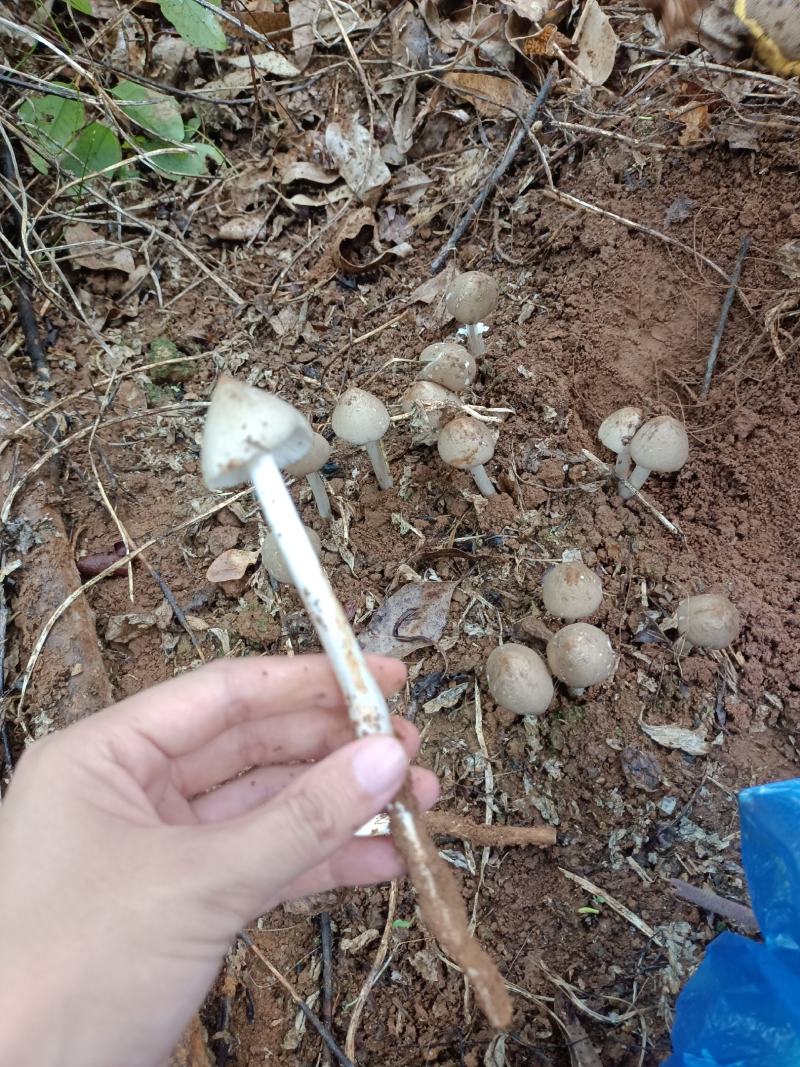 大名白蚁菌，正名鸡枞菌，夏天才见的夏至菌