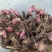 优质白芍芽基地直销质量保证包回收包技术指导