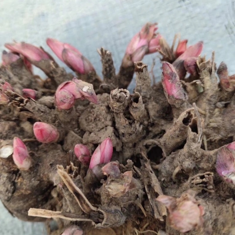 优质白芍芽基地直销质量保证包回收包技术指导