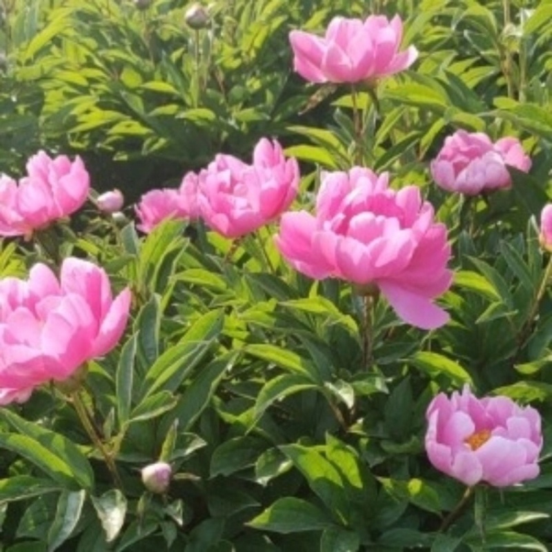 优质白芍芽基地直销质量保证包回收包技术指导