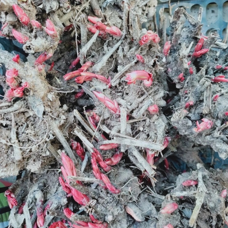 优质白芍芽基地直销质量保证包回收包技术指导