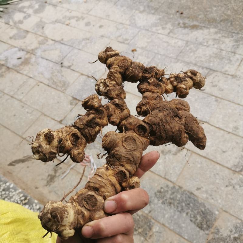 甜黄精香味很浓湖南野生黄精深山老林黄姜无农药无