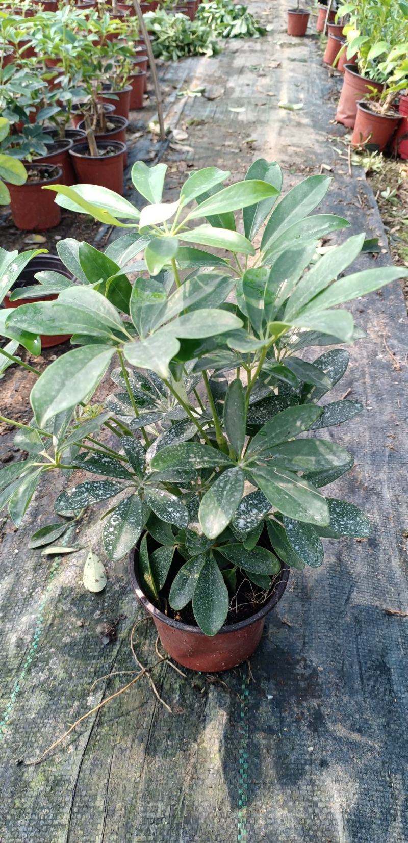 盆栽鸭脚木，
