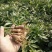 白术种苗白术芽基地直销质量保证包技术包回收