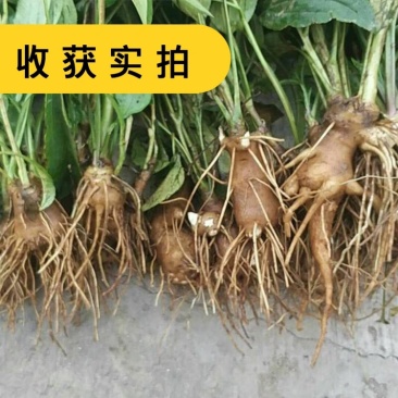 白术种苗白术芽基地直销质量保证包技术包回收