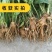 白术种苗白术芽基地直销质量保证包技术包回收