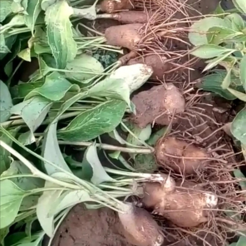 白术种苗白术芽基地直销质量保证包技术包回收