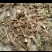 白术种苗白术芽基地直销质量保证包技术包回收