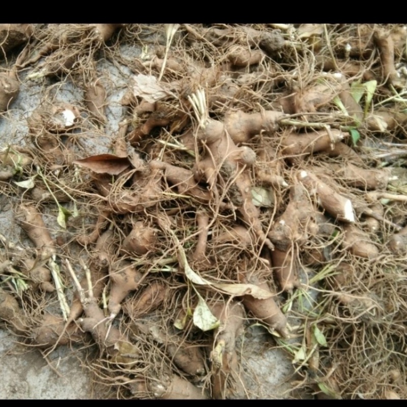 白术种苗白术芽基地直销质量保证包技术包回收