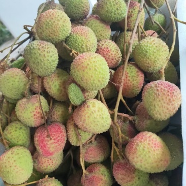 荔枝