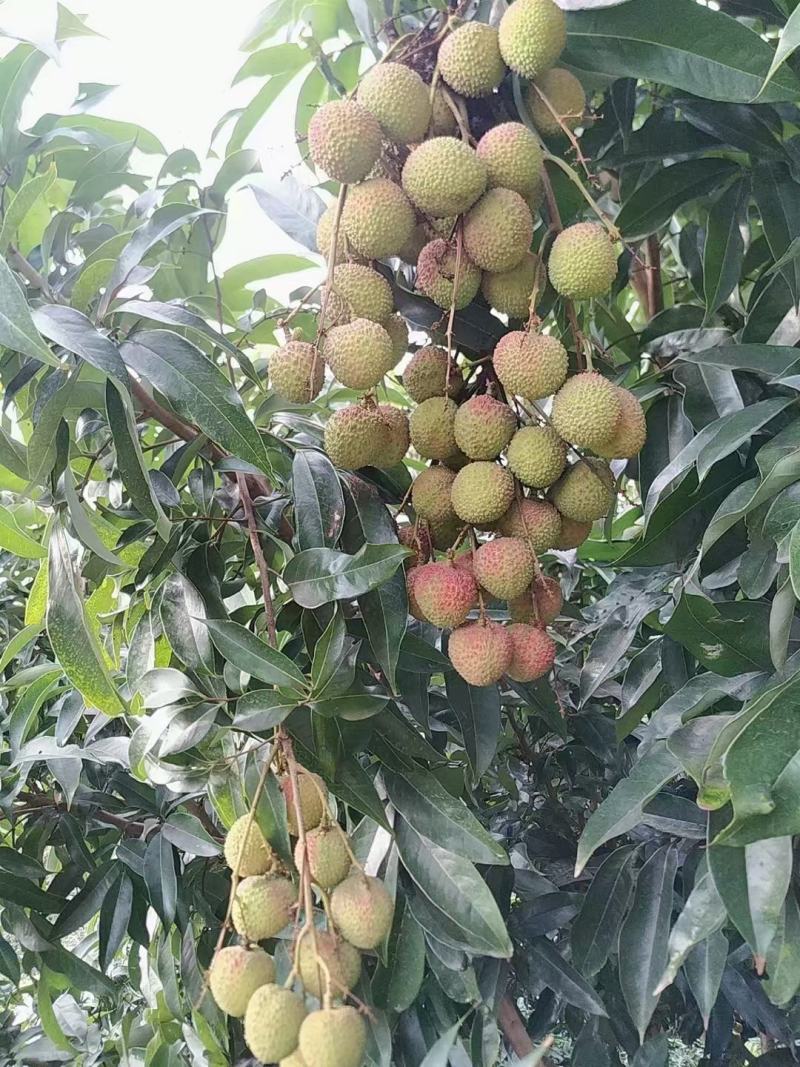 荔枝
