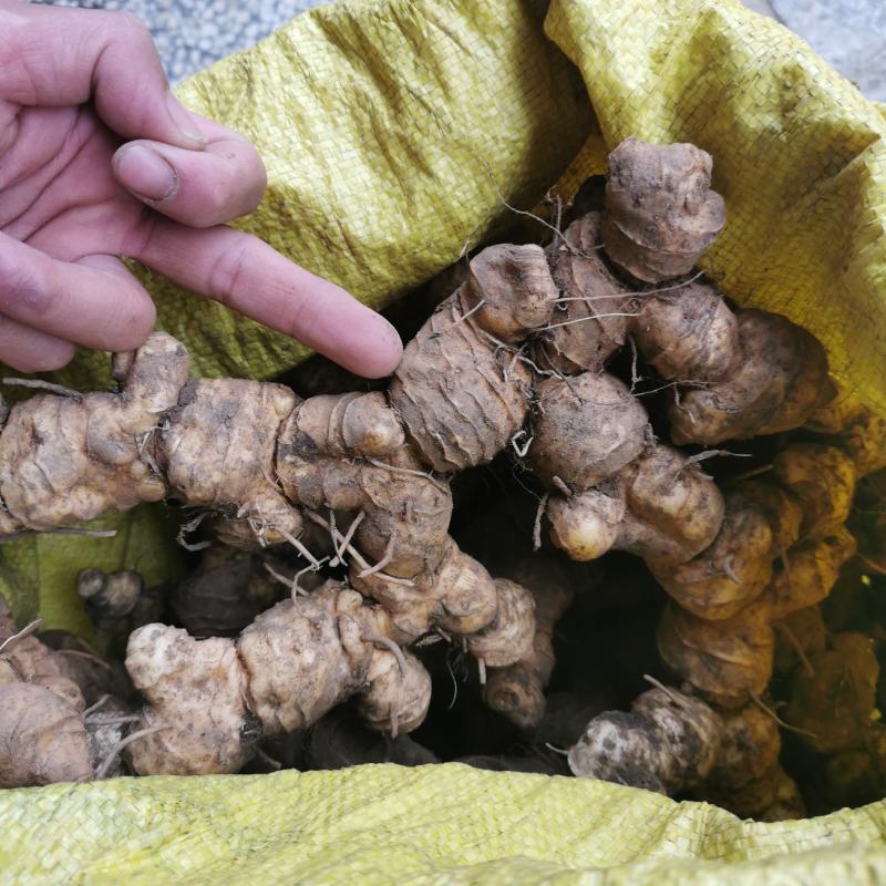 甜黄精香味很浓湖南野生黄精深山老林黄姜无农药无