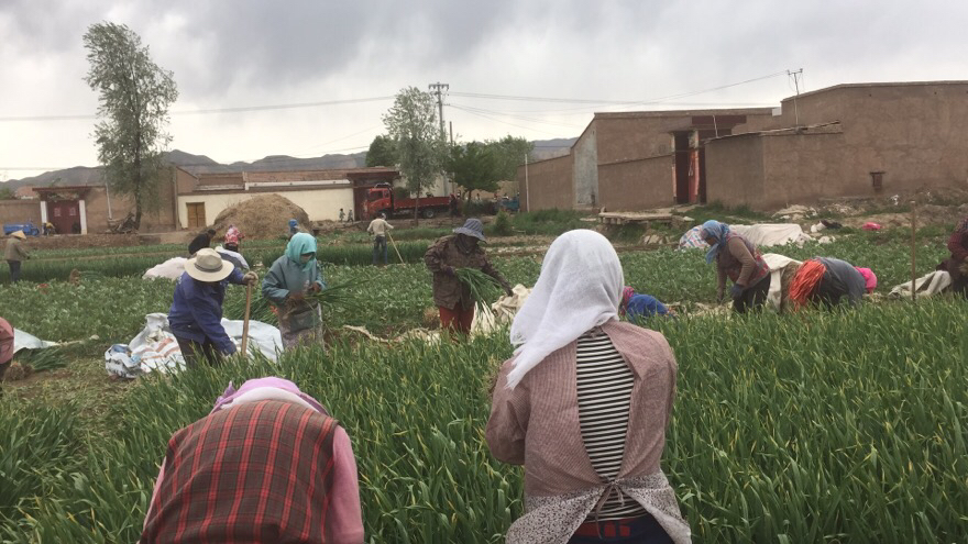 红蒜叶采摘场景