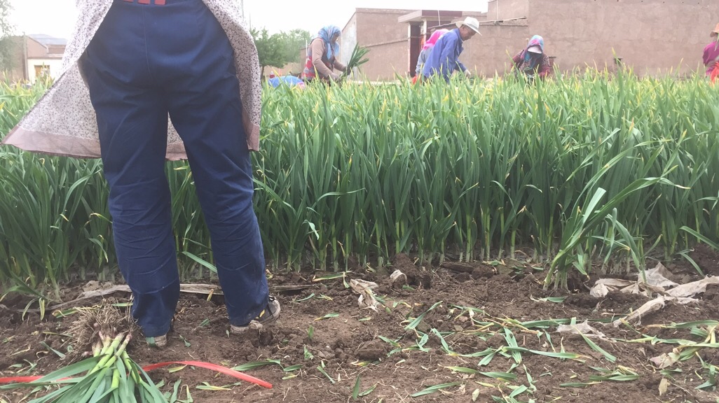 一片整齐排列的红根青蒜田地,农民正在田间劳作,背景可见温室大棚和灌溉系统 红根青蒜种植基地实景图