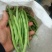 本地四季豆和白不老豆子大量上市了质量好颜色好无虫条形好