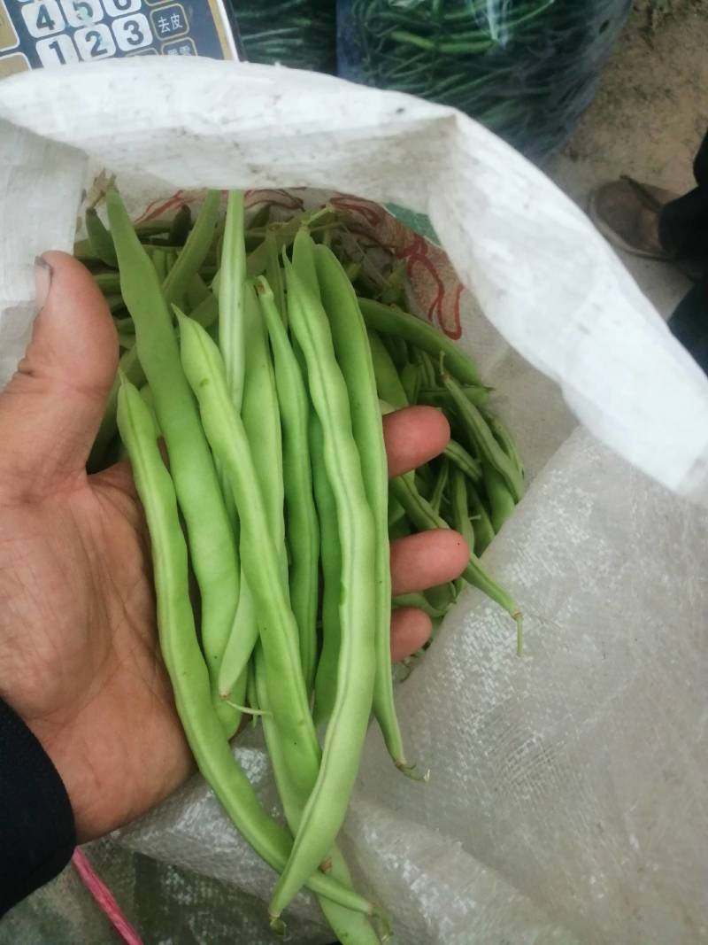 本地四季豆和白不老豆子大量上市了质量好颜色好无虫条形好