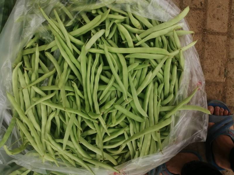 本地四季豆和白不老豆子大量上市了质量好颜色好无虫条形好