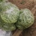 本地四季豆和白不老豆子大量上市了质量好颜色好无虫条形好