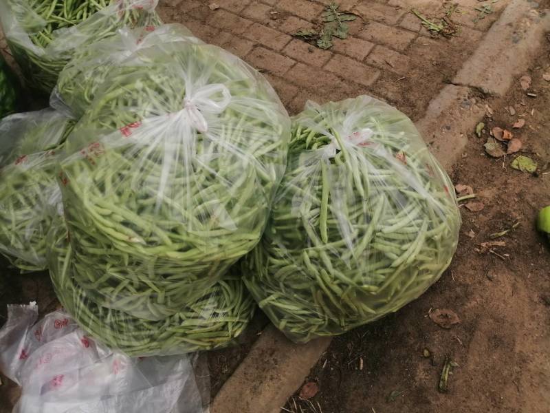 本地四季豆和白不老豆子大量上市了质量好颜色好无虫条形好