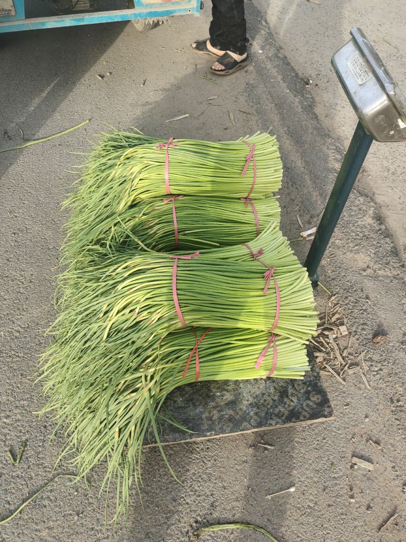 河南开封万亩基地精品红帽蒜薹手把蒜薹大量上市中欢迎采购