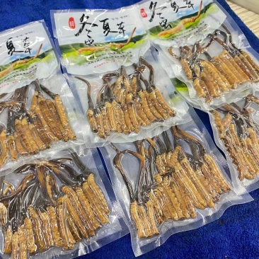虫草