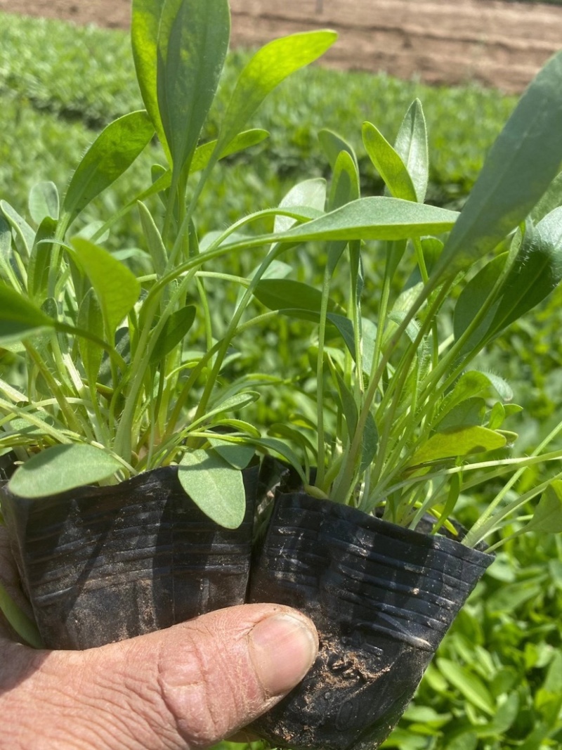 金鸡菊苗多年生宿根花卉植物杯苗花色艳丽花苞多花期长